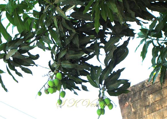  Fruits
